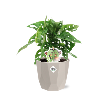 Monstera ‘Monkey Leaf’ in ELHO b.for rock 14 cm warm grey