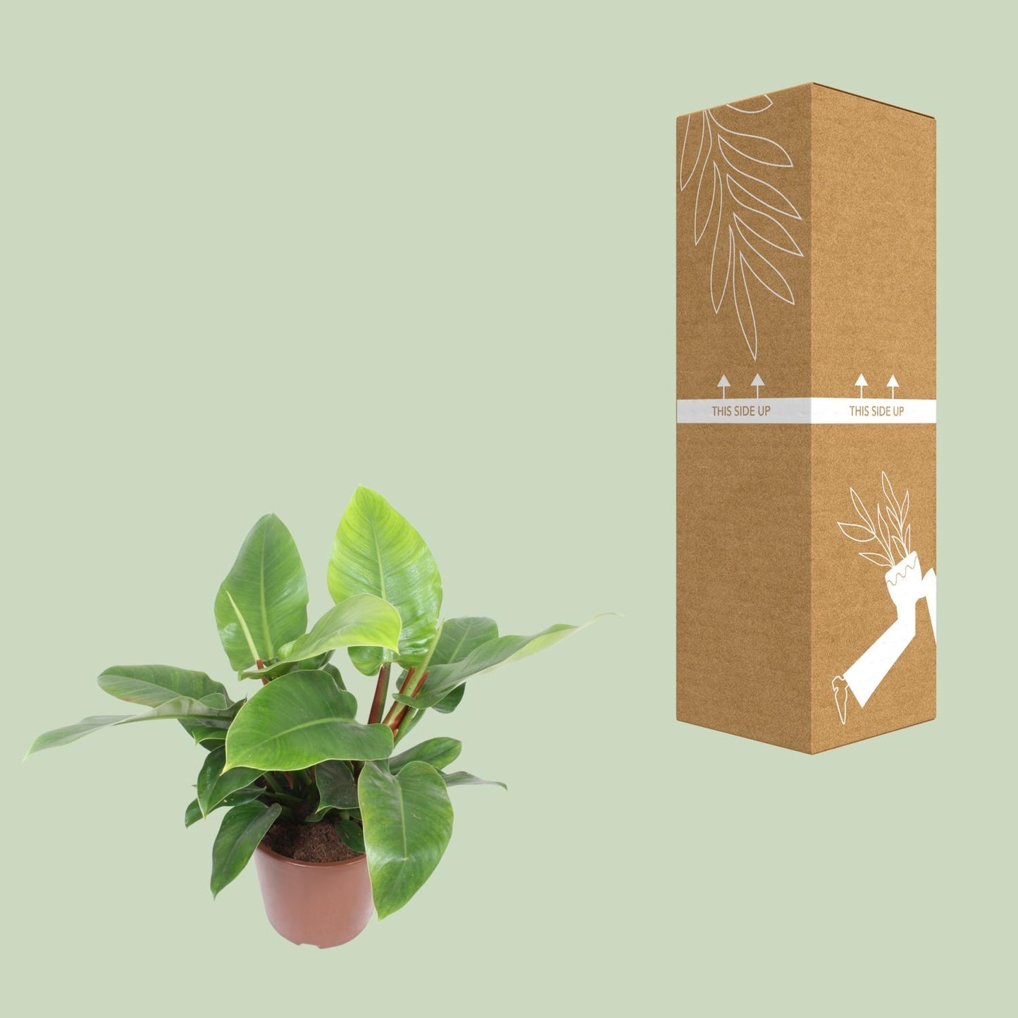 Philodendron Imperial Green – Pflegeleichte Zimmerpflanze Ø27cm