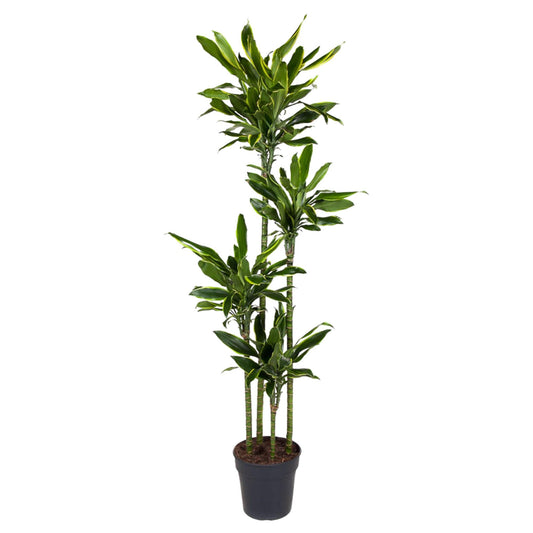 Dracaena Golden Coast – 170 cm, pflegeleichte Zimmerpflanze