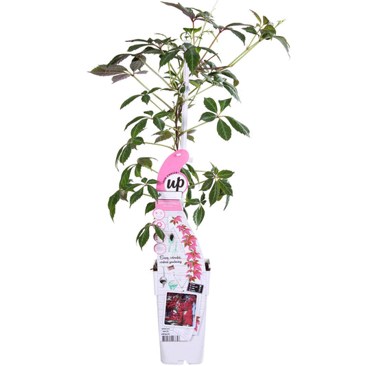 Parthenocissus henryana – Farbintensives Kletterwunder Ø15cm