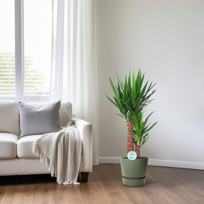 Yucca – Pflegeleichte, luftreinigende Zimmerpflanze Ø17cm, 80cm hoch
