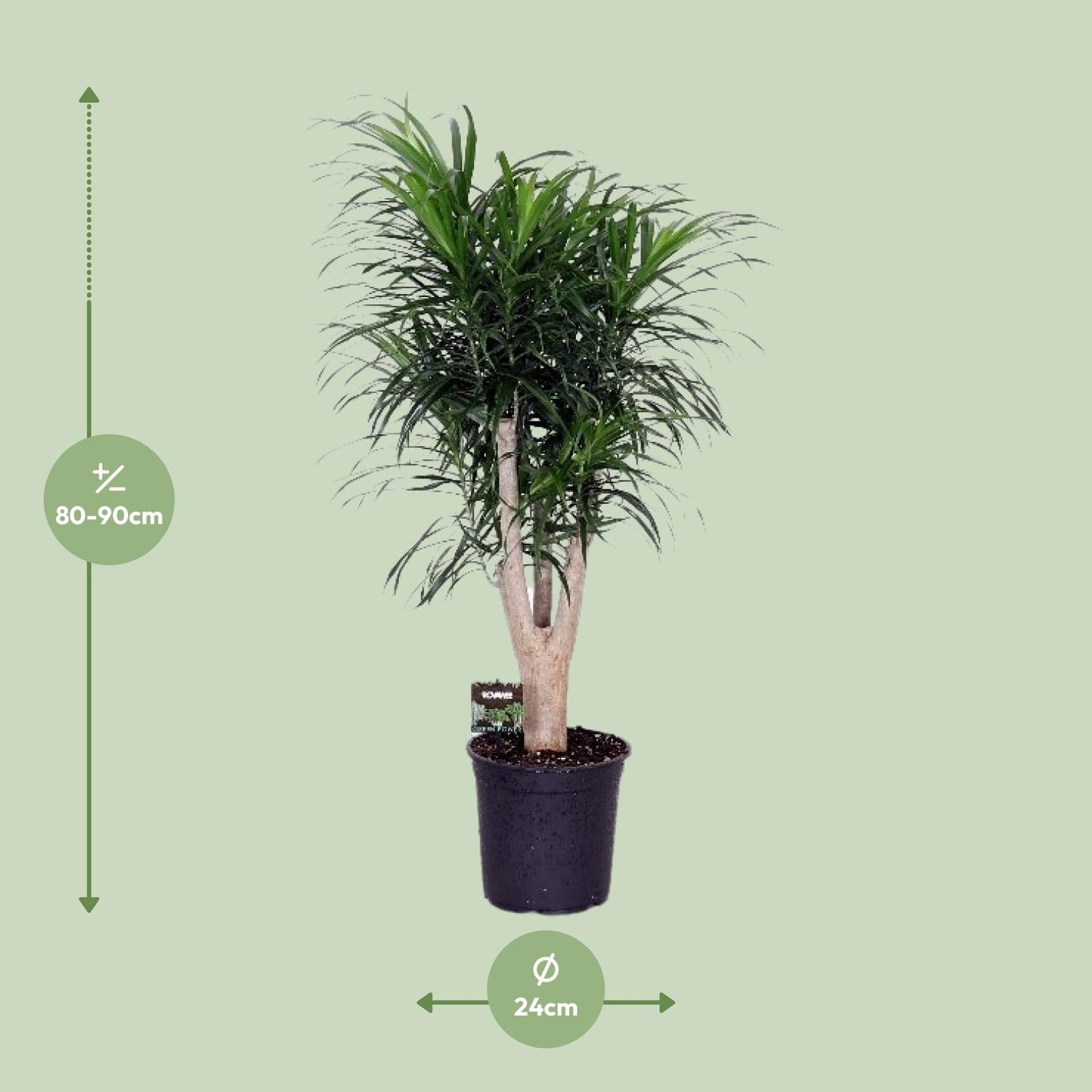 Dracaena Anita – Pflegeleichter Drachenbaum Ø24cm, 90cm hoch