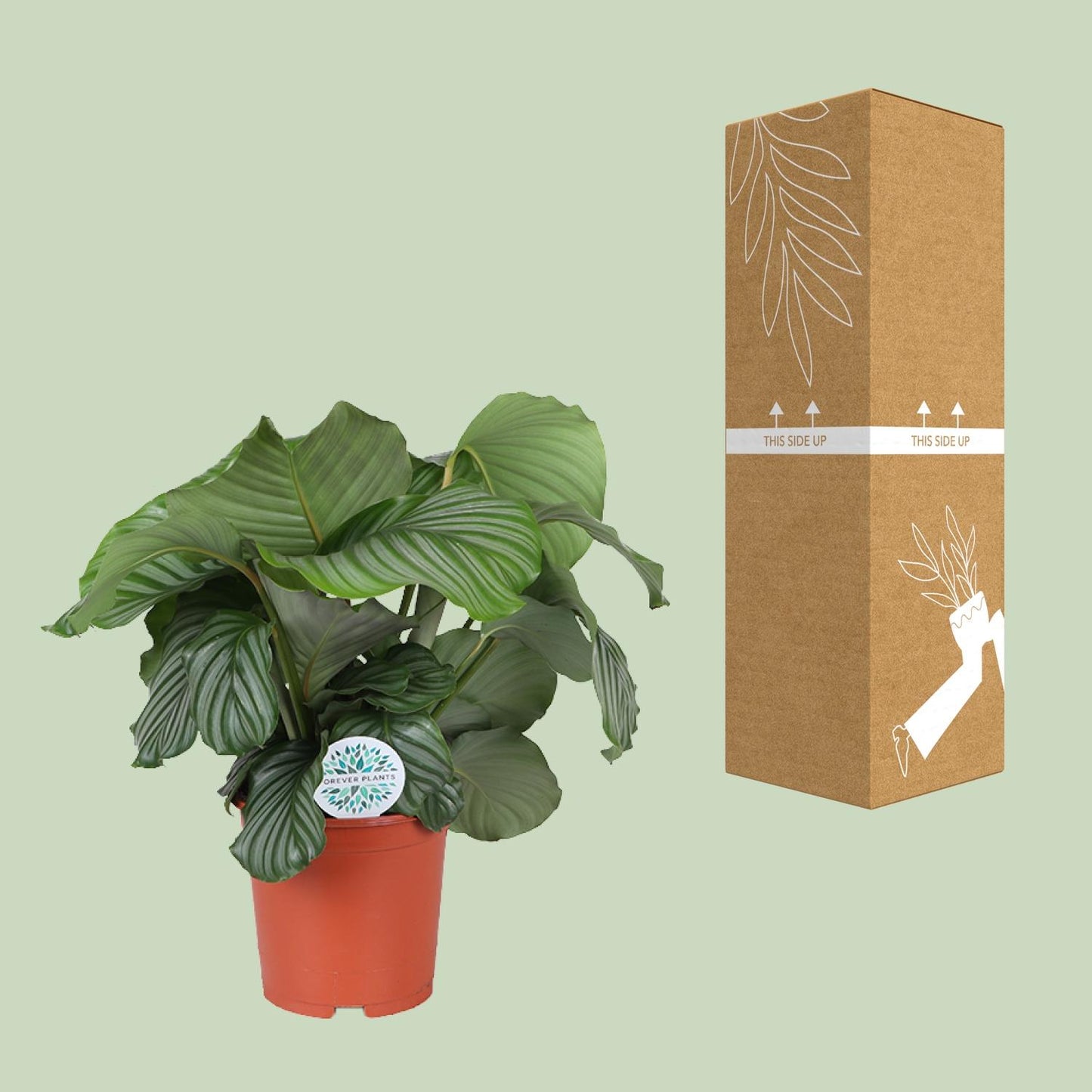 Calathea Orbifolia – Tropische, pflegeleichte Zimmerpflanze Ø21cm