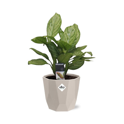 Aglaonema Christina in ELHO b.for rock 14 cm warm grey