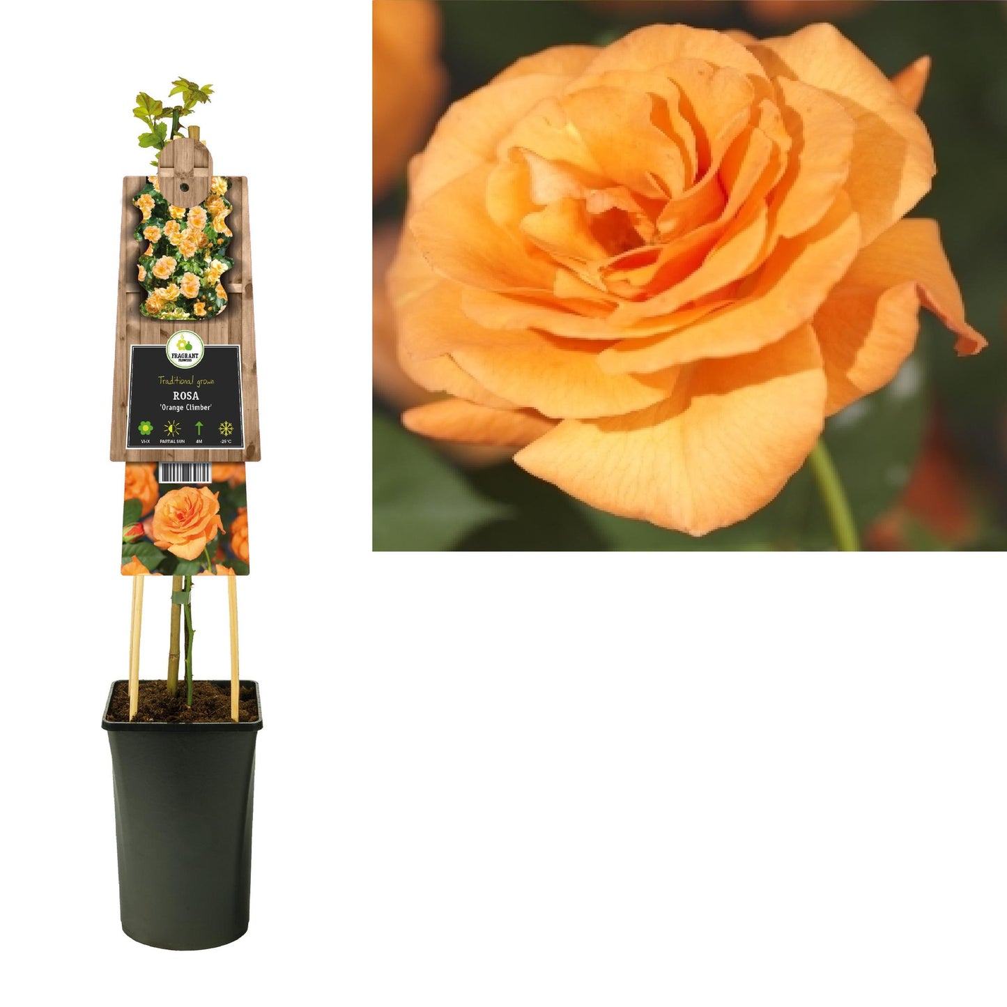 Kletterrose 'Orange Climber' – Pflegeleicht & Farbenfroh