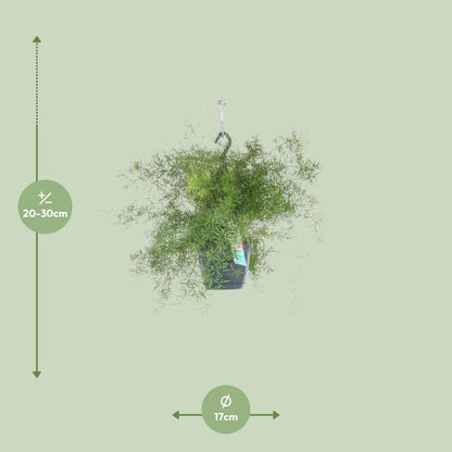 Asparagus Sprengeri – Pflegeleichter Hängefarn Ø17cm