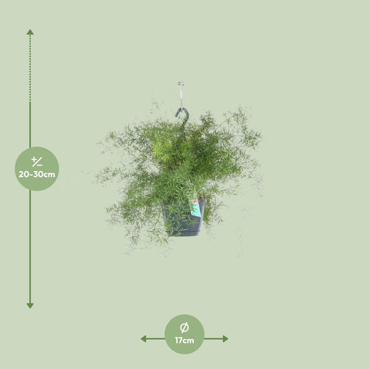 Asparagus Sprengeri – Pflegeleichter Hängefarn Ø17cm