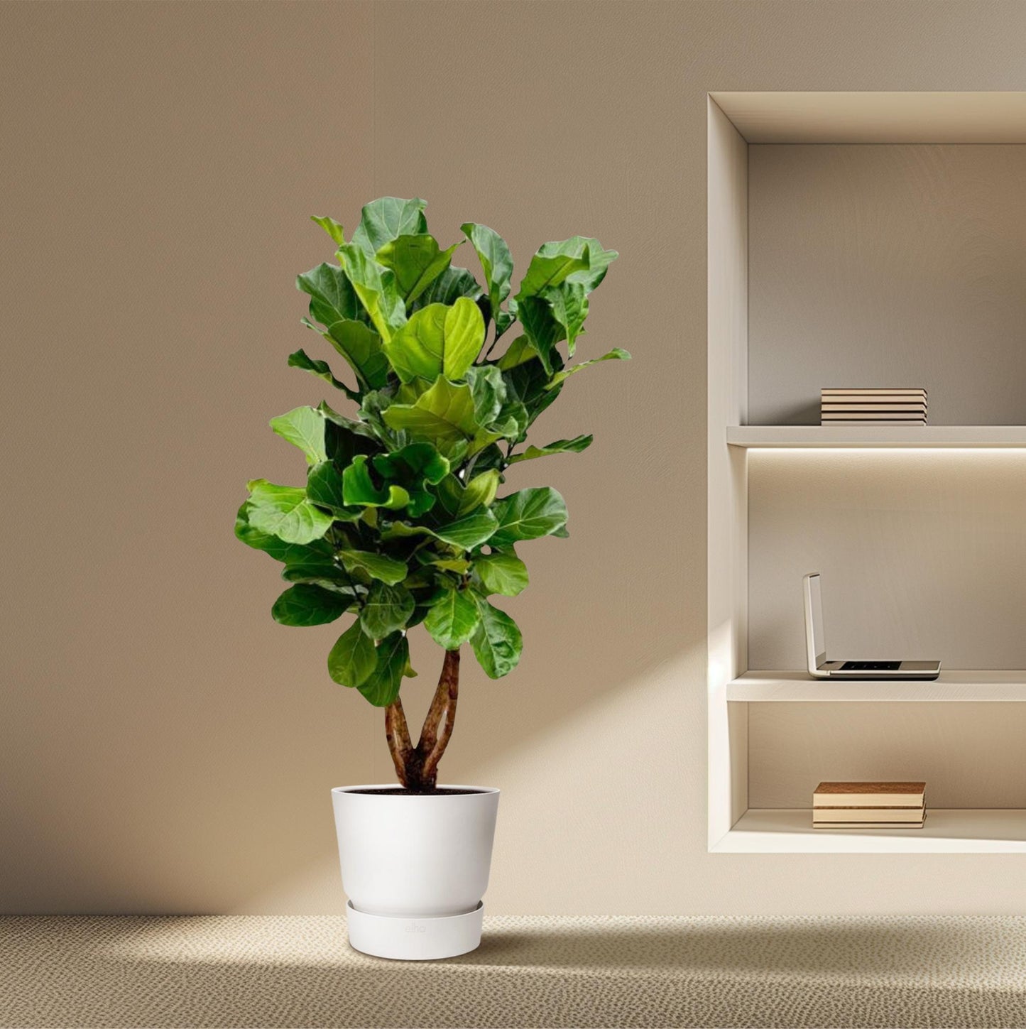 Ficus Lyrata vertakt XL – Geigenfeige 190 cm