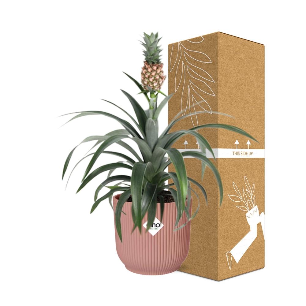 Ananas Mi Amigo in ELHO Vibes Fold 14cm – Tropische Zimmerpflanze