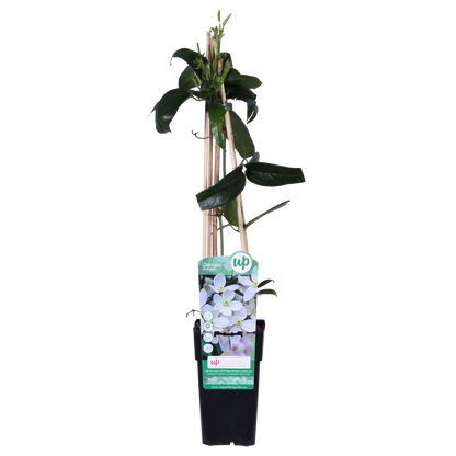 Clematis armandii – Immergrüne Kletterpflanze Weiß Ø15cm