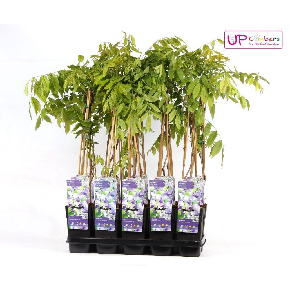 Wisteria floribunda 'Naga Noda' – Purpurner Regen – Ø15cm Topf