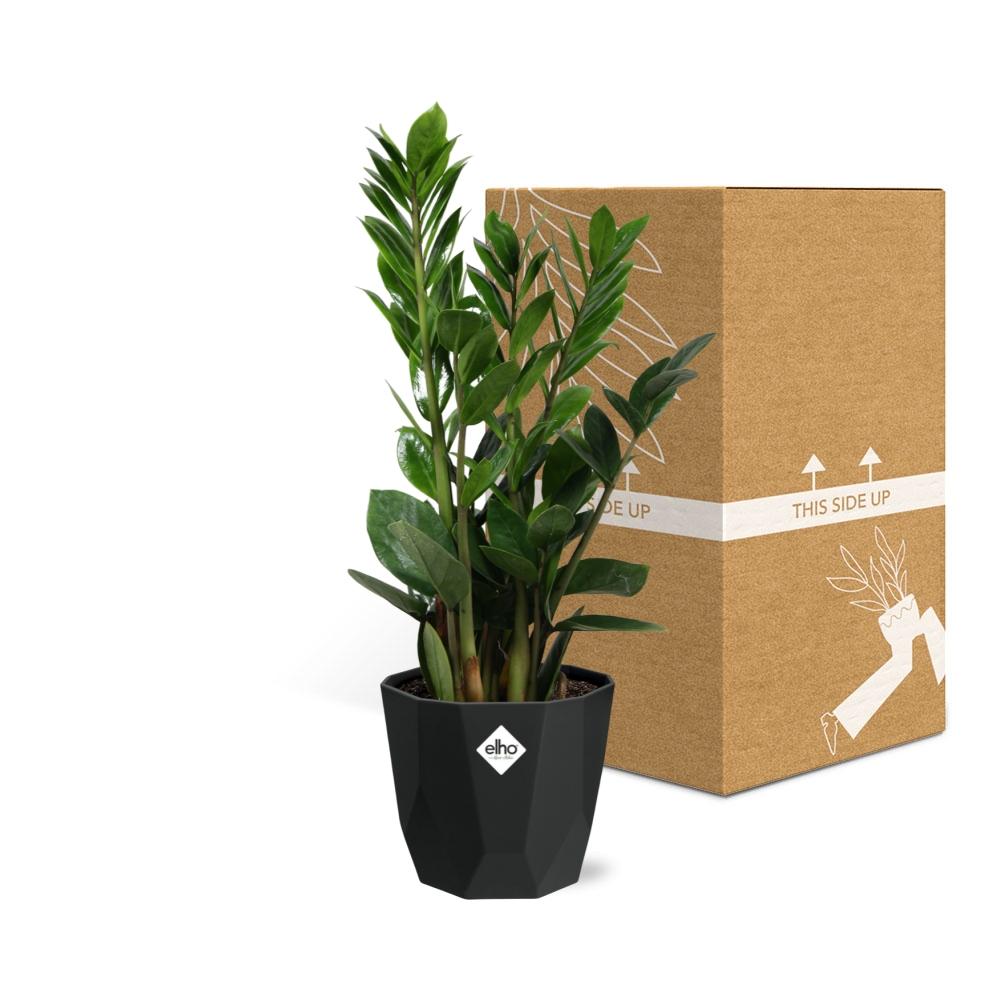 Zamioculcas (ZZ-Pflanze) – 45-50 cm in 14 cm Topf, b.for rock living black