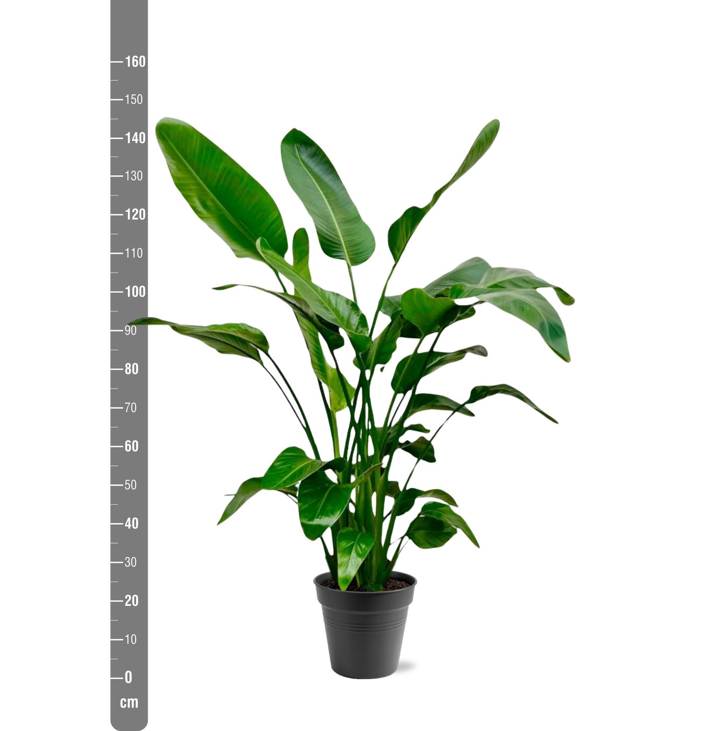 Strelitzia Nicolai – Tropische Zimmerpflanze 140-150 cm