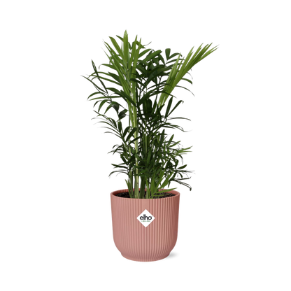 Chamaedorea Elegans Zwergbergpalme im ELHO Vibes Fold Topf rosa