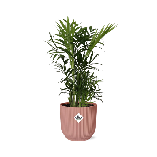 Chamaedorea Elegans Zwergbergpalme im ELHO Vibes Fold Topf rosa
