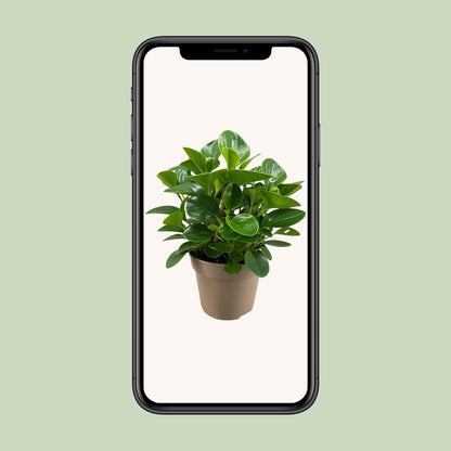 Peperomia Obtusifolia Green Gold – Pflegeleicht & Trendpflanze Ø15cm