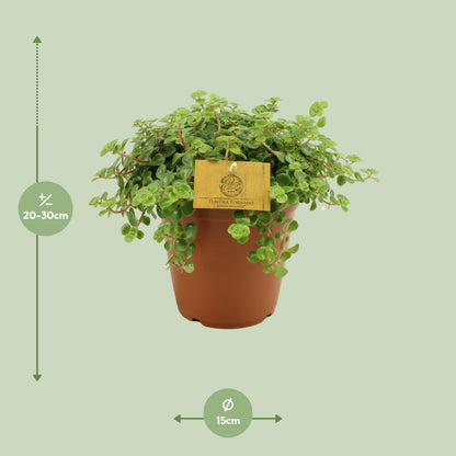 Sedum Tornado – Pflegeleichter Steinbrech Ø15cm