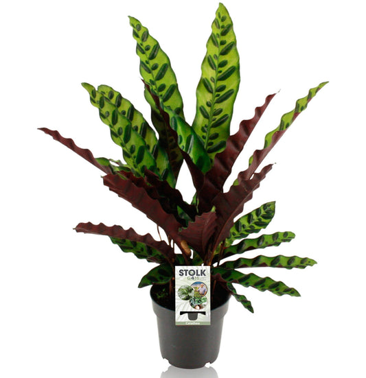 Calathea Lancifolia Insignis – Pflegeleichte Trendpflanze Ø14cm