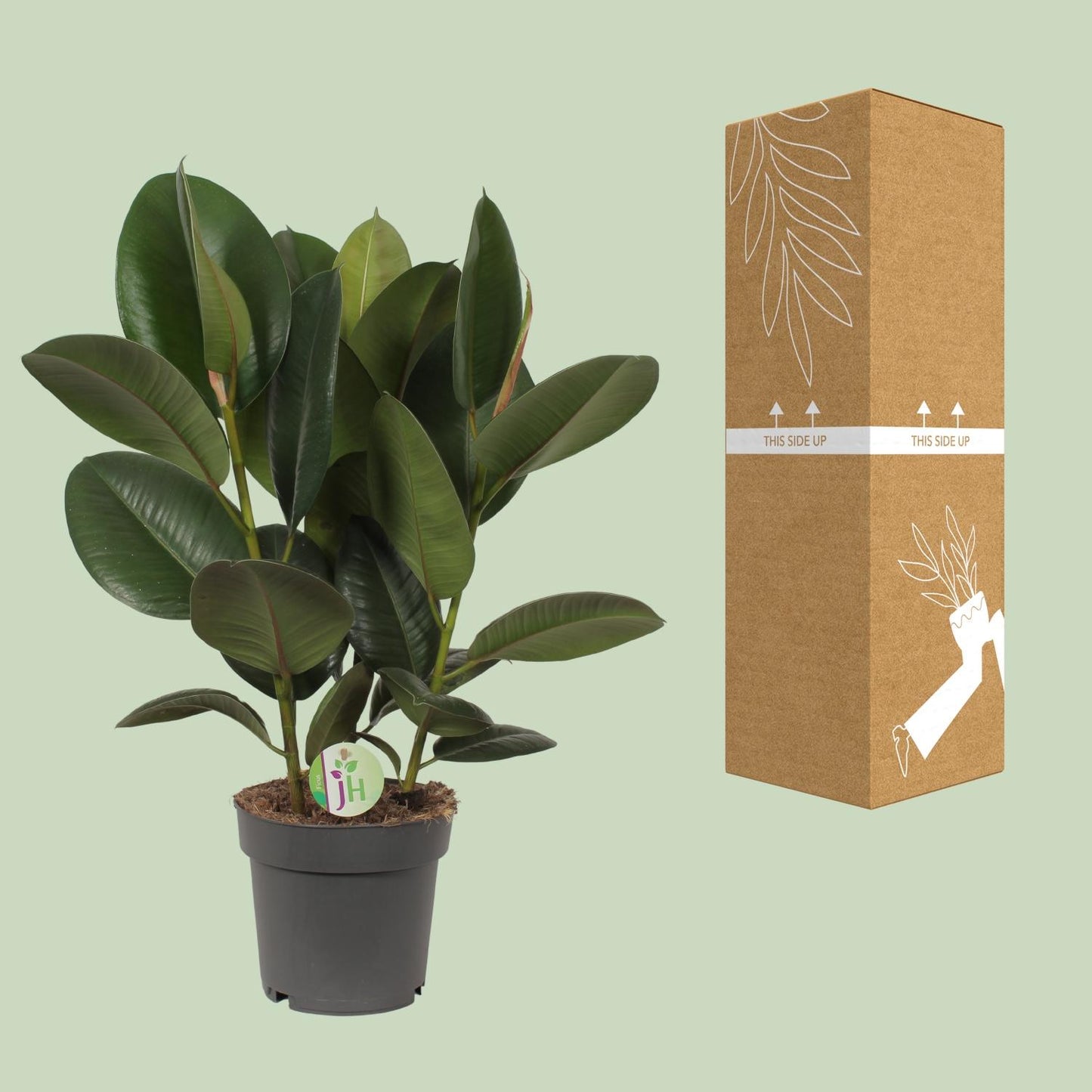 Ficus Robusta Ø19cm – Pflegeleichter Gummibaum