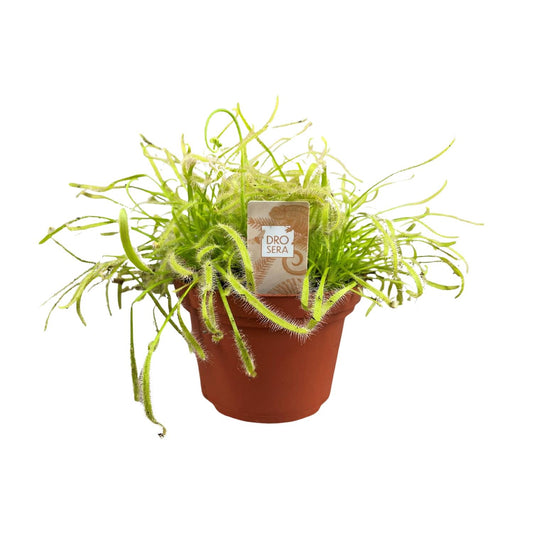 Drosera Capensis – pflegeleichte fleischfressende Pflanze Ø12cm