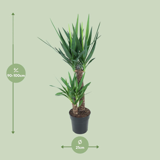 Yucca Elephantipes – Pflegeleichte Zimmerpflanze Ø21cm