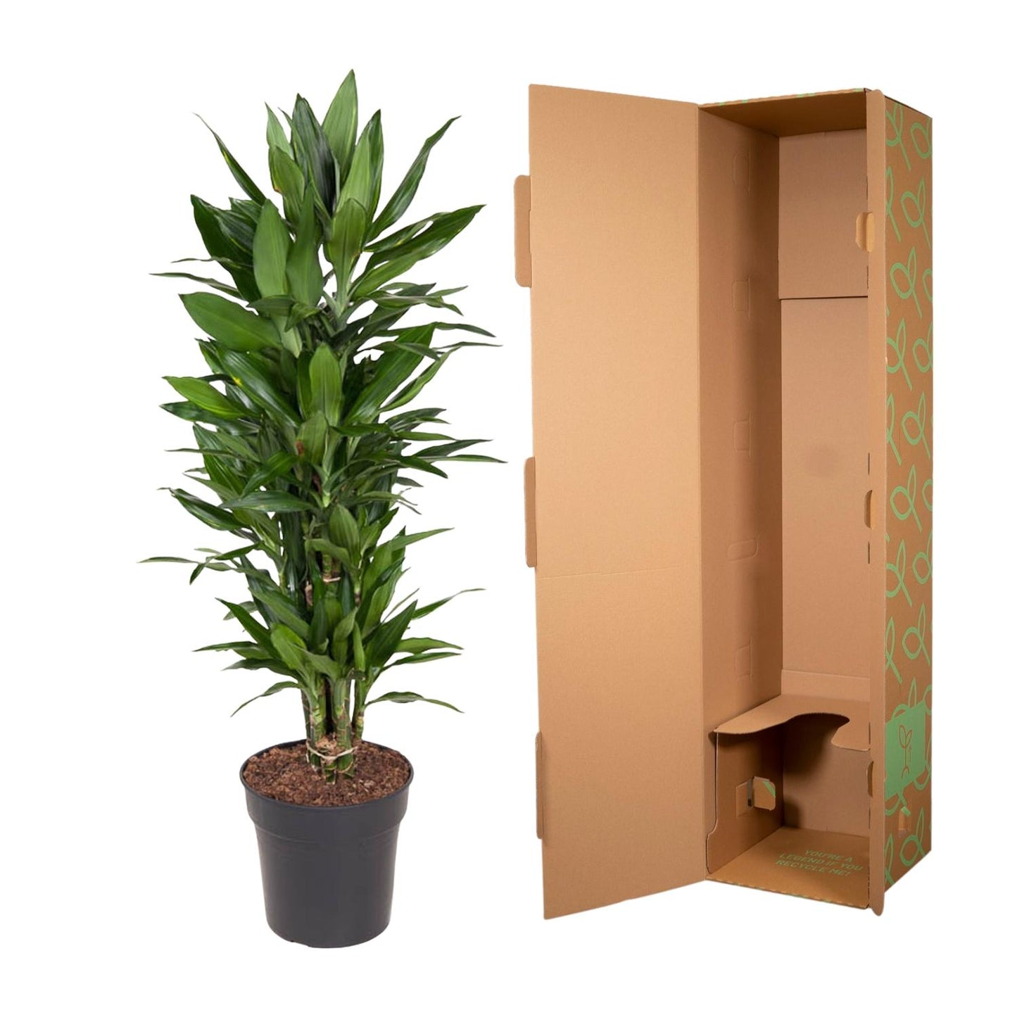 Dracaena Janet Lind vertakt – 110 cm, pflegeleicht & robust