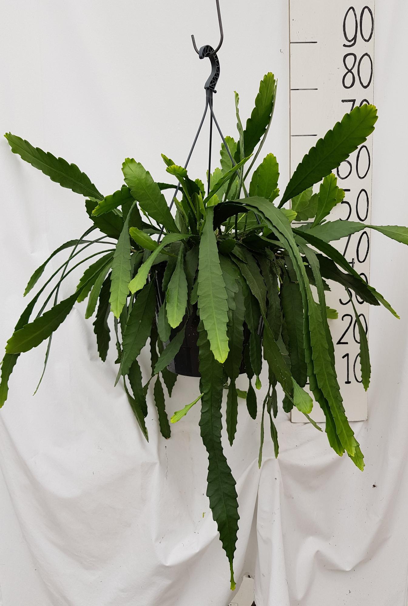 Lepismium Houletianum – Pflegeleichte Hängepflanze Ø25cm