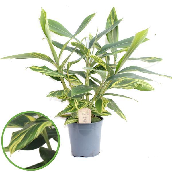 Zieringwer – Tropische, pflegeleichte Zimmerpflanze im 21 cm Topf