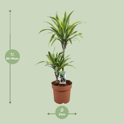Dracaena Lemon Lime – Pflegeleichter Drachenbaum Ø21cm, 90cm hoch