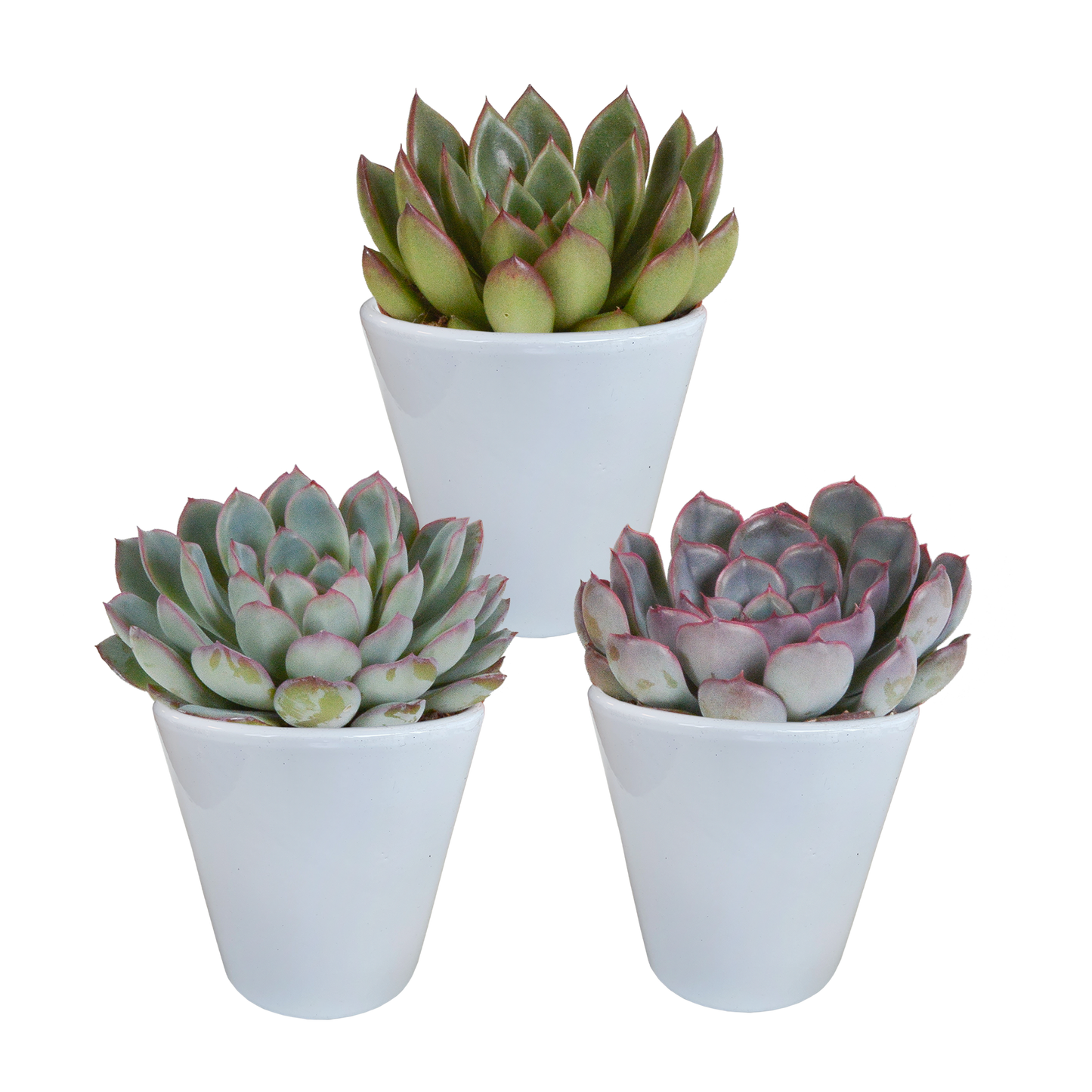 Echeveria 3er Set im weißen Topf – pflegeleicht & robust