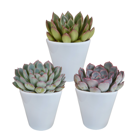 Echeveria 3er Set im weißen Topf – pflegeleicht & robust