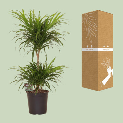 Dracaena Reflexa Anita Variegata – Pflegeleichte Trendpflanze Ø21cm