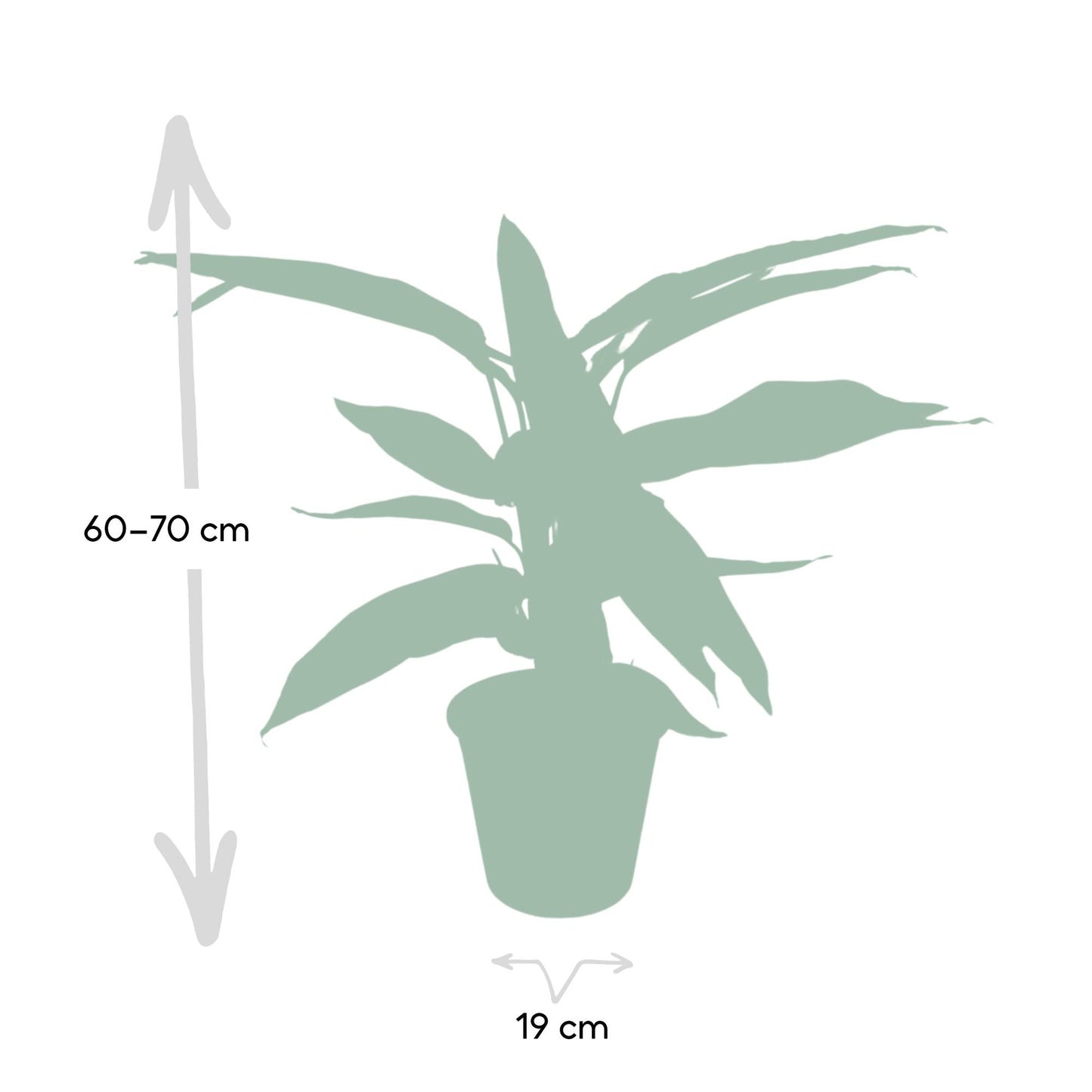 Calathea Triostar – Tropische pflegeleichte Zimmerpflanze Ø19cm
