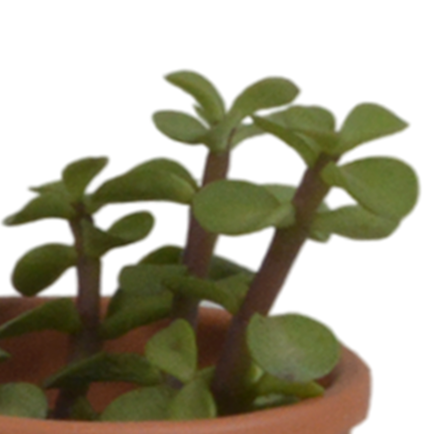 Vetplanten-Mischung 5,5 cm im Terrakottatopf – 5er Set