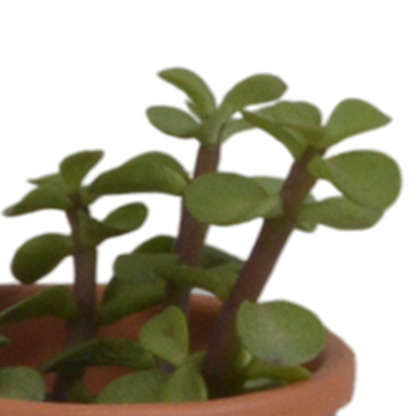 Vetplanten-Mischung 5,5 cm im Terrakottatopf – 5er Set