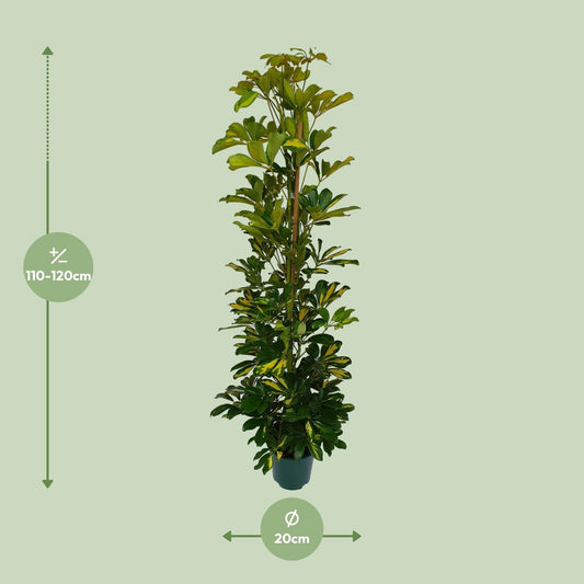 Schefflera Arboricola Gerda – Pflegeleichte Zimmerpflanze Ø20cm