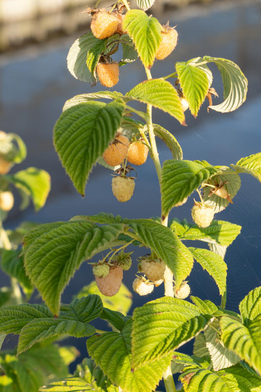 3x Rubus id. Twotimer 'Sugana Yellow' – Gelbe Himbeere Ø13cm