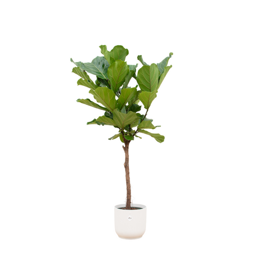Ficus Lyrata Geigenfeige mit Elho Vibes Fold Topf – 150 cm