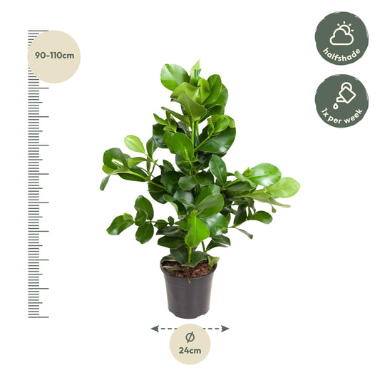 Clusia Rosea – Robuste und pflegeleichte Zimmerpflanze 110 cm