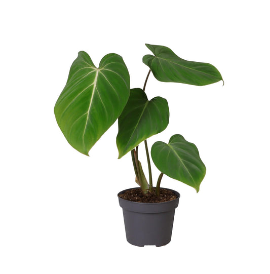 Philodendron Gloriosum – Pflegeleichte Zimmerpflanze Ø12cm