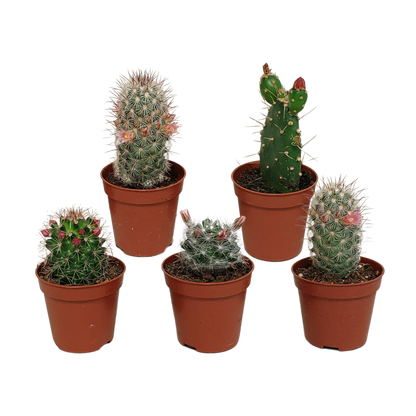 Blühende Kakteenmischung 5er-Set im 5,5 cm Topf