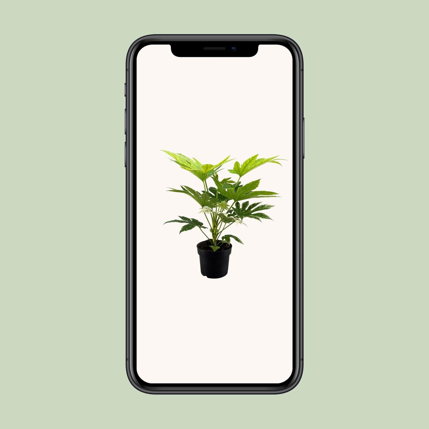 Fatsia Japonica Spider Web – pflegeleichte Zimmerpflanze Ø17cm