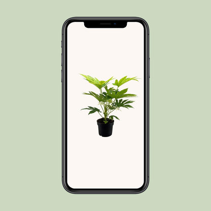 Fatsia Japonica Spider Web – pflegeleichte Zimmerpflanze Ø17cm