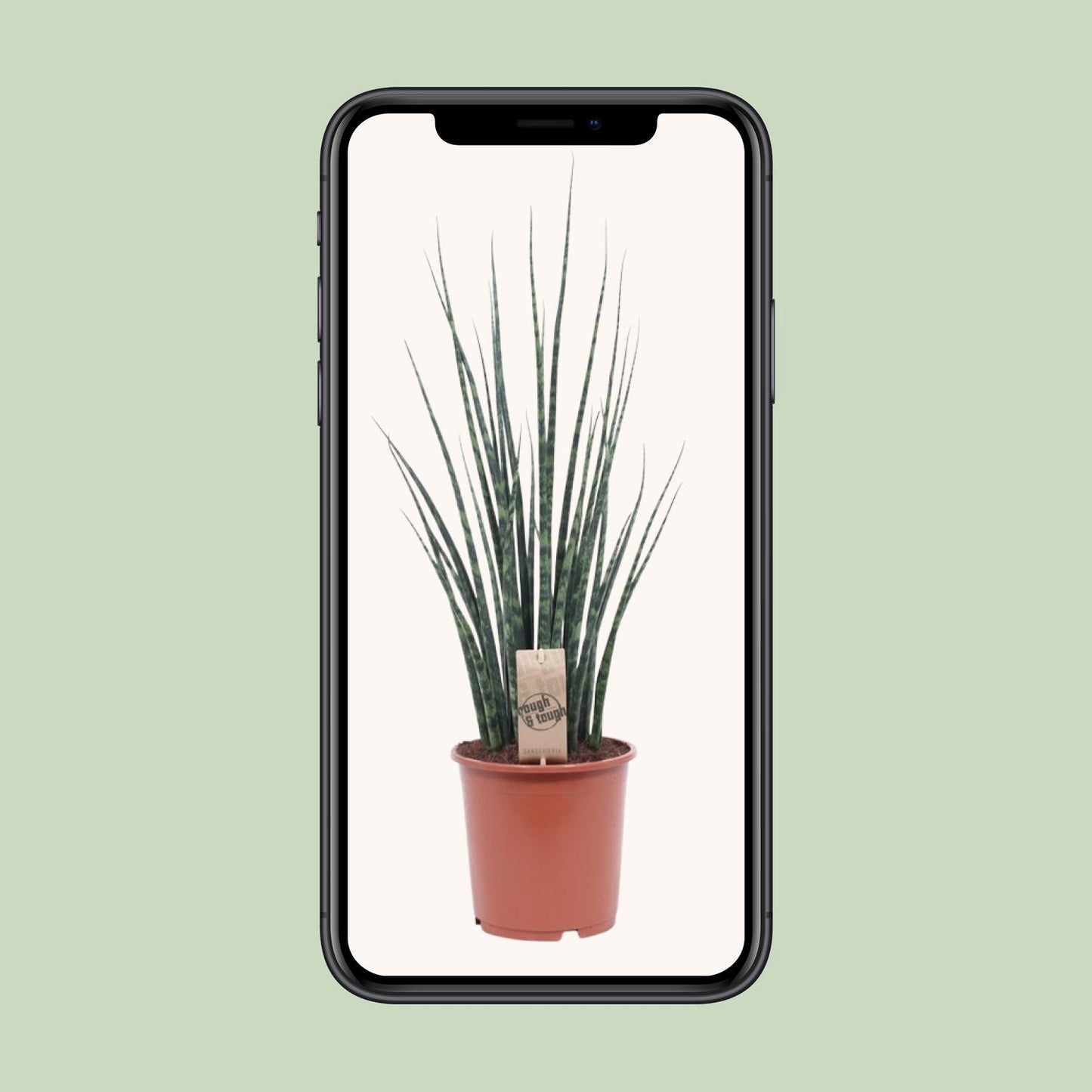 Sansevieria Fernwood Mikado Ø19cm – Pflegeleichte Zimmerpflanze