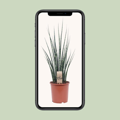 Sansevieria Fernwood Mikado Ø19cm – Pflegeleichte Zimmerpflanze