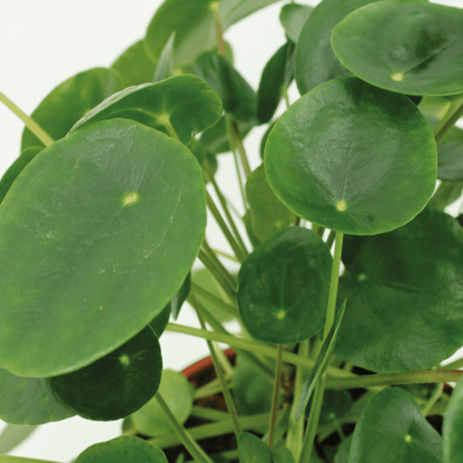 2x Pfannkuchenpflanze (Pilea Peperomioides) – pflegeleicht & modern