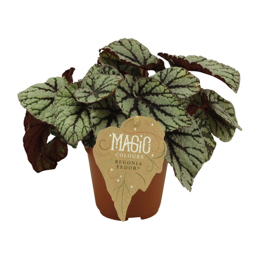 Begonia Rex Fedor – Pflegeleichte Zimmerbegonie Ø12 cm