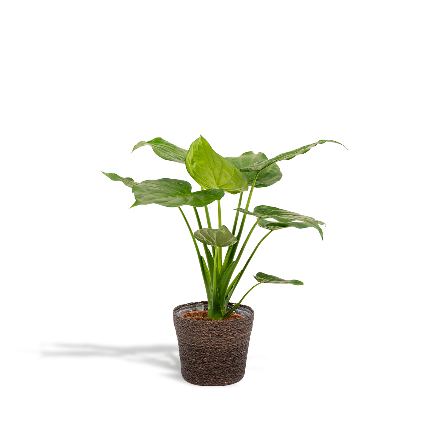Alocasia Cucullata im Korb Ø19cm, ca. 65cm hoch