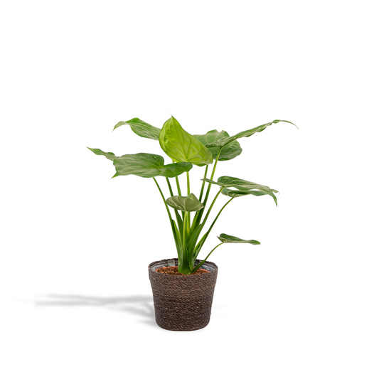 Alocasia Cucullata im Korb Ø19cm, ca. 65cm hoch