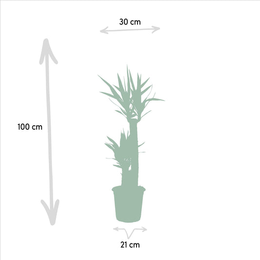 Yucca – Robuste & Pflegeleichte Palmlilie, Ø21cm, 100cm Höhe
